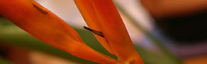 Zen Day Spa - Accommodation Gladstone 0