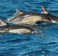 Dolphin Swim Australia - Accommodation Gladstone