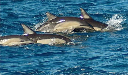 Dolphin Swim Australia - Accommodation Gladstone 0