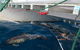 Dolphin Swim Australia - thumb 1