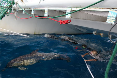 Dolphin Swim Australia - Accommodation Gladstone 1