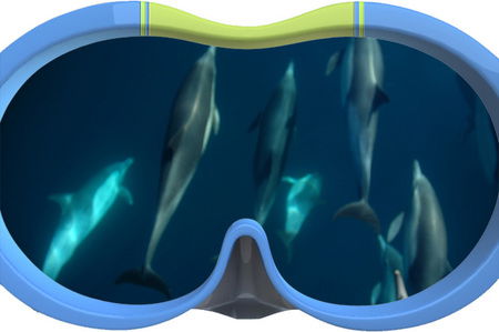 Dolphin Swim Australia - Accommodation Gladstone 3