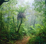 Lamington National Park and OReillys - Accommodation Gladstone