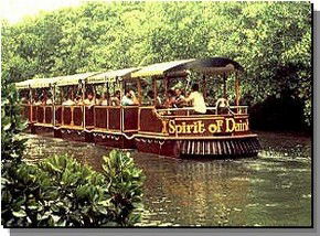 Daintree Rainforest River Trains - Accommodation Gladstone 0