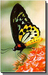 Daintree Rainforest River Trains - Accommodation Gladstone 2