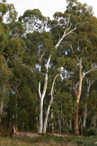 Heysen - The Cedars - Accommodation Gladstone 2