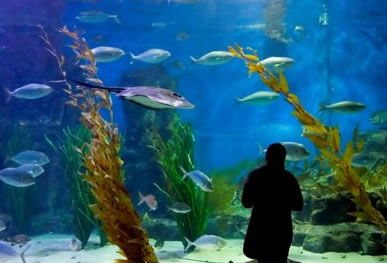 Melbourne Aquarium - Accommodation Gladstone 0
