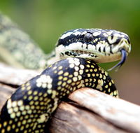 Reptile Encounters - Accommodation Gladstone