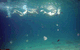 Australian Kayaking Adventures - thumb 5