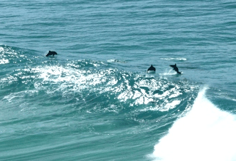 Beach Trekkers North Stradbroke Island - Accommodation Gladstone 2