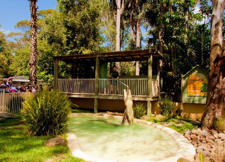 Featherdale Wildlife Park - Accommodation Gladstone 2