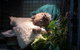 Jirrahlinga Koala & Wildlife Sanctuary - thumb 3