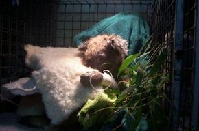 Jirrahlinga Koala & Wildlife Sanctuary - Accommodation Gladstone 3