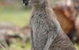 Jirrahlinga Koala & Wildlife Sanctuary - thumb 4