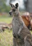 Jirrahlinga Koala & Wildlife Sanctuary - Accommodation Gladstone 4