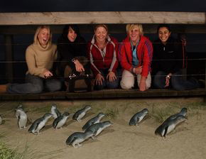 Phillip Island Penguin Parade - Accommodation Gladstone 4