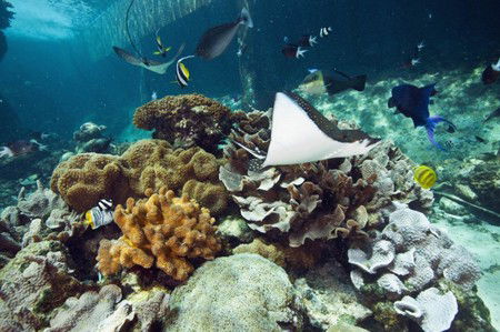 Reef HQ Great Barrier Reef Aquarium - Accommodation Gladstone 3