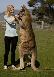 Zoo Doo Wildlife Park - Accommodation Gladstone 5