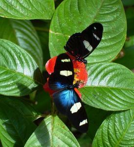 Butterfly Farm - Accommodation Gladstone 4
