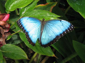Butterfly Farm - Accommodation Gladstone 5