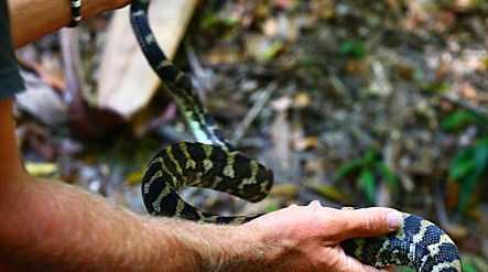 Queensland Day Tours - Accommodation Gladstone 1