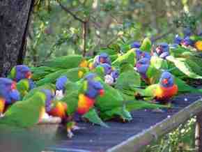 Gorge Wildlife Park - Accommodation Gladstone 4