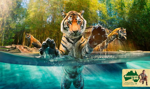 Australia Zoo - Accommodation Gladstone 9