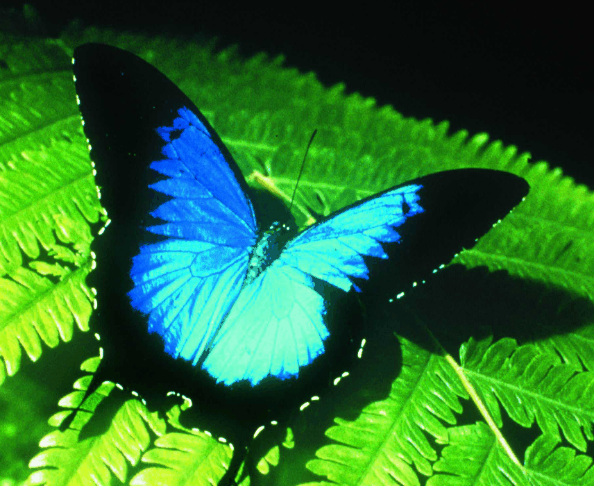 Australian Butterfly Sanctuary - Accommodation Gladstone 0