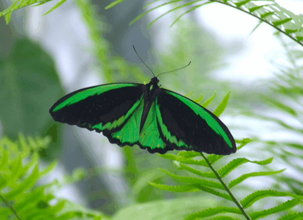 Australian Butterfly Sanctuary - Accommodation Gladstone 2