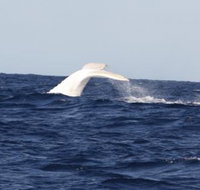 Australian Whale Watching - Accommodation Gladstone