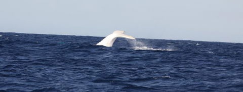Australian Whale Watching - Accommodation Gladstone 0