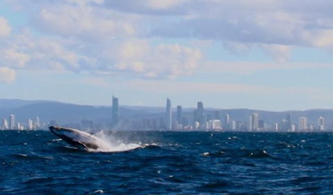 Australian Whale Watching - Accommodation Gladstone 1