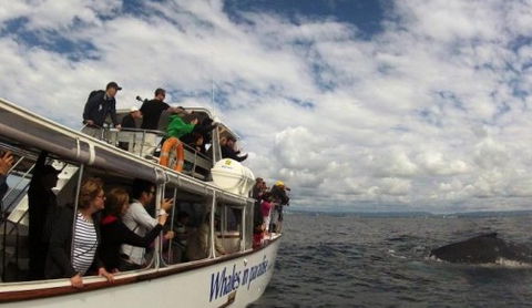 Australian Whale Watching - Accommodation Gladstone 2