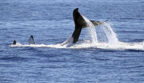 Australian Whale Watching - Accommodation Gladstone 3