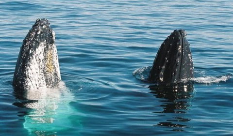 Australian Whale Watching - Accommodation Gladstone 4