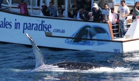 Australian Whale Watching - Accommodation Gladstone 5