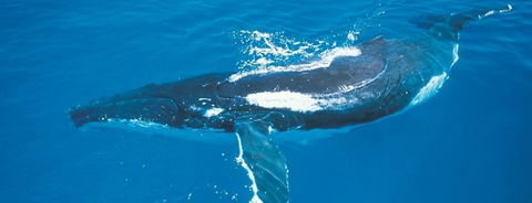 Australian Whale Watching - Accommodation Gladstone 6