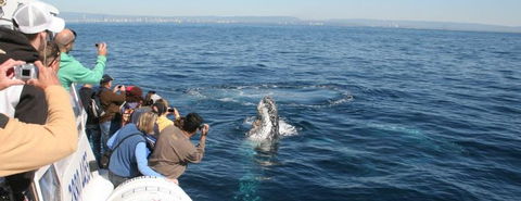 Australian Whale Watching - Accommodation Gladstone 7