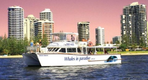 Australian Whale Watching - Accommodation Gladstone 8