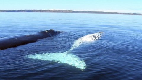 Australian Whale Watching - Accommodation Gladstone 9