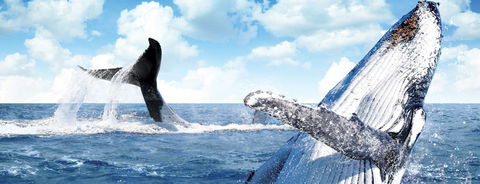 Australian Whale Watching - Accommodation Gladstone 11