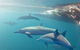 Dolphin Swim Australia - thumb 5