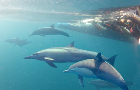 Dolphin Swim Australia - Accommodation Gladstone 5