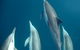 Dolphin Swim Australia - thumb 6