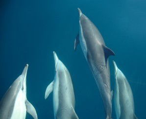 Dolphin Swim Australia - Accommodation Gladstone 6