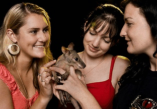 Cairns Night Zoo - Accommodation Gladstone 1