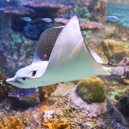 Melbourne Aquarium - Accommodation Gladstone 4