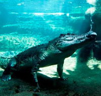 WILD LIFE Sydney Zoo - Accommodation Gladstone
