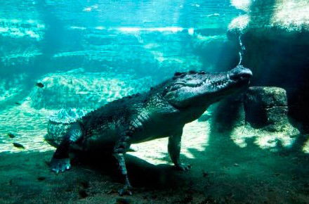 WILD LIFE Sydney Zoo - Accommodation Gladstone 0