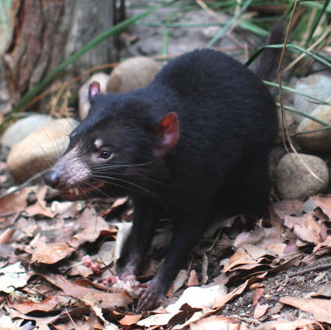 WILD LIFE Sydney Zoo - Accommodation Gladstone 5